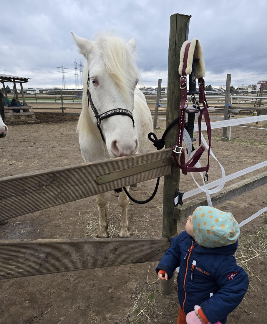 Ein Kind steht am Zaun und bestaunt ein weißes Pony