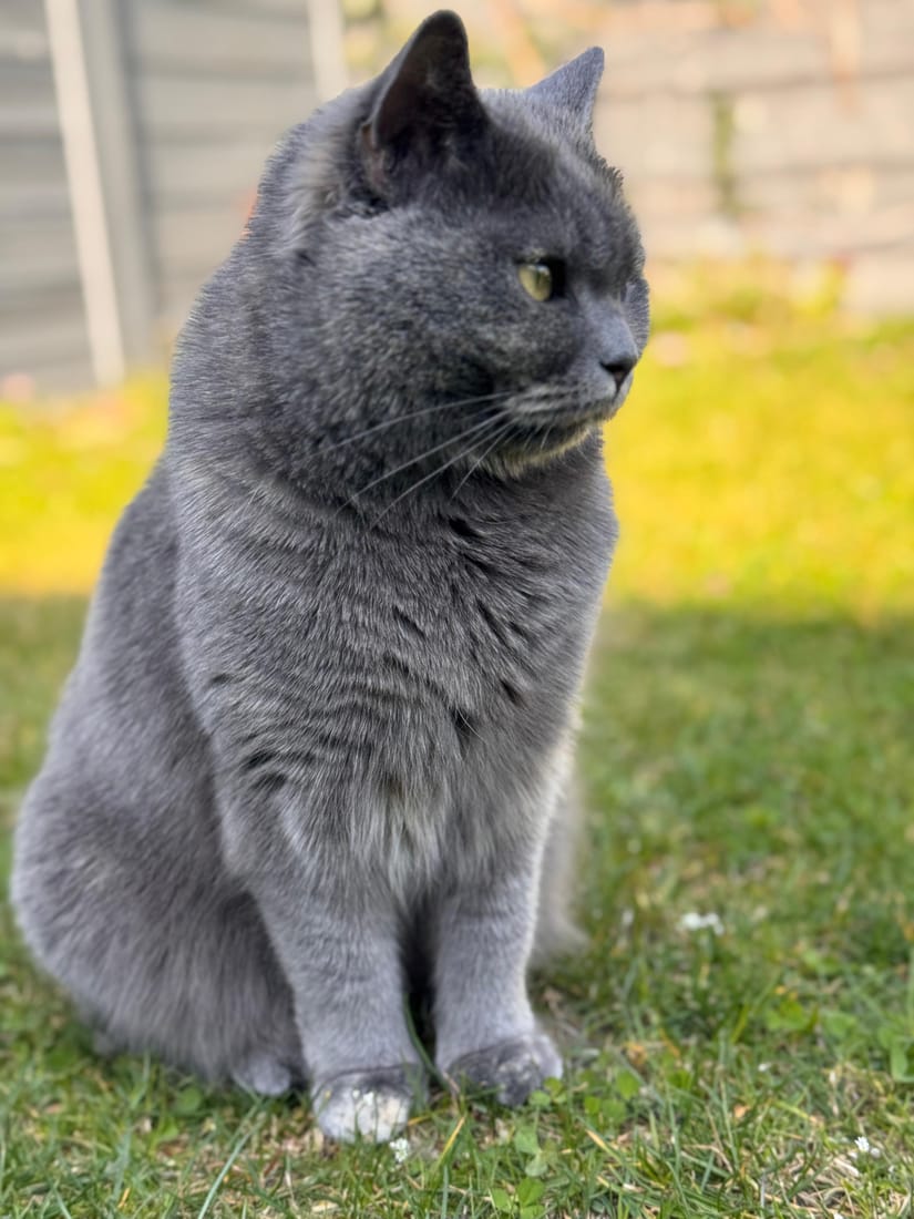 Eine graue Katze sitzt aufmerksam auf dem Rasen